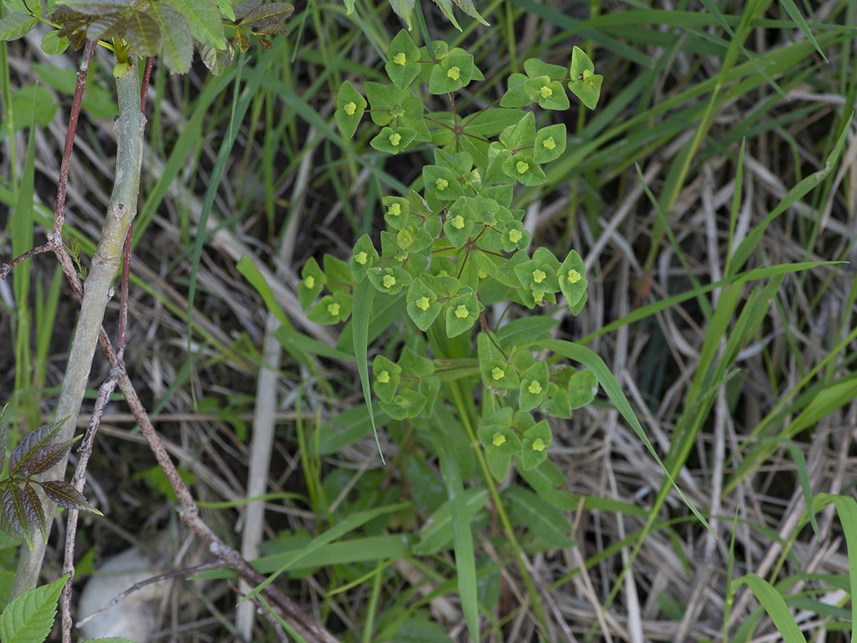 Habitus